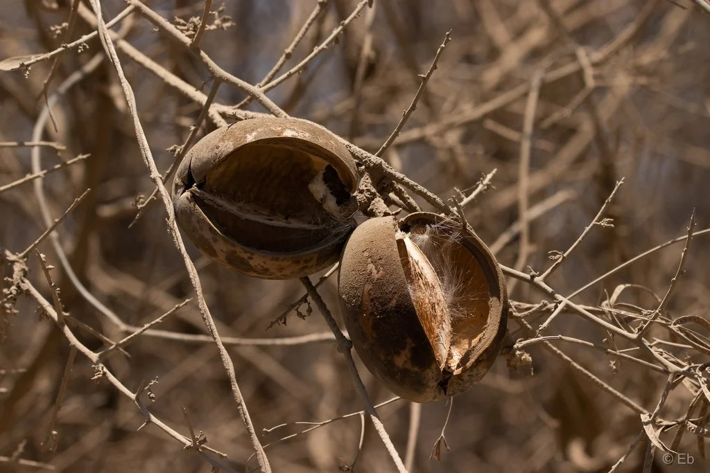 Dried fruits, exposing seeds. Photo by Eber Barraza, iNaturalist