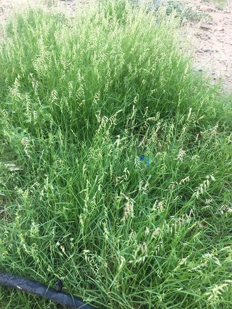 Irrigated plants are bright green and lush. Photo by barbaranatural, iNaturalist