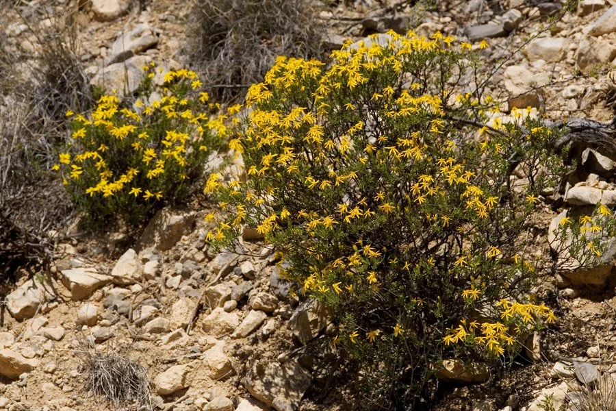 Damianita (Chrysactinia mexicana)