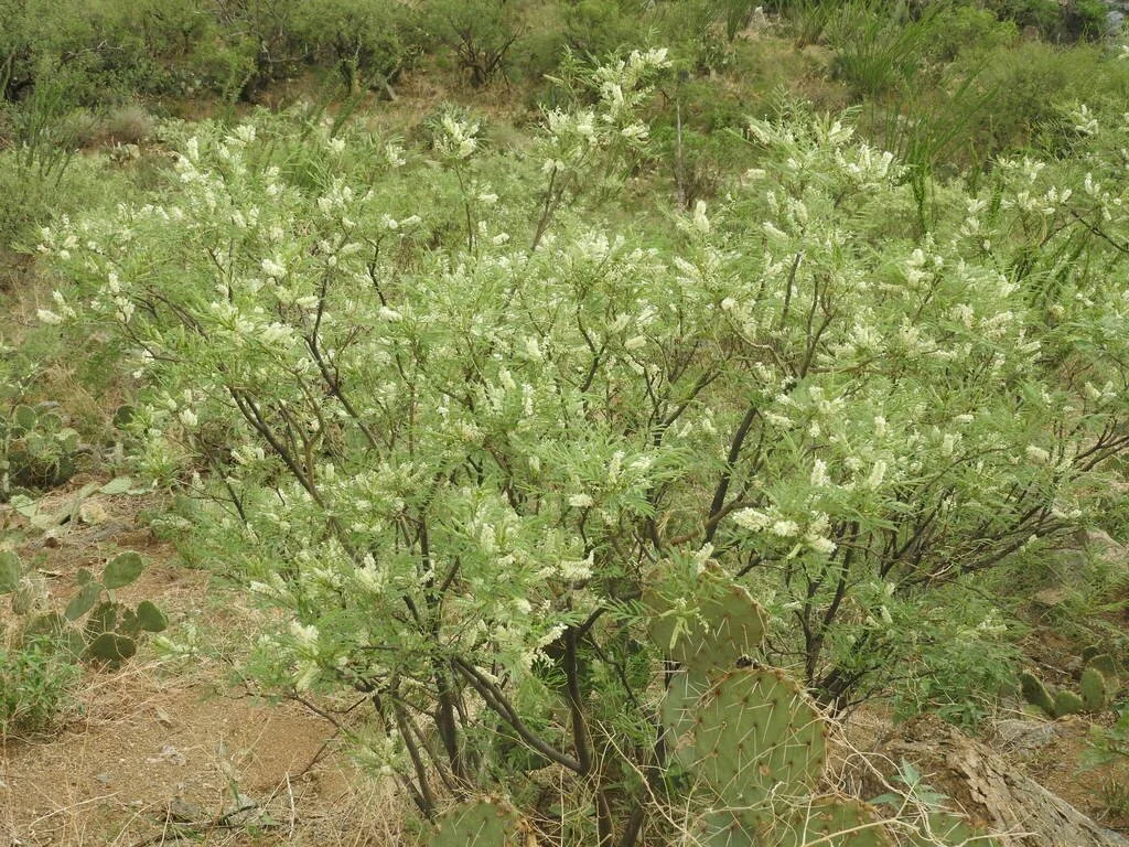 Santa Rita Tree Santa Rita Acacia (Mariosousa millefolia) — Spadefoot Nursery, Inc.