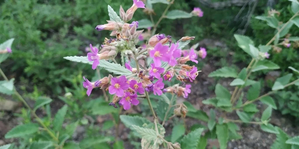 Perennials M-O — Spadefoot Nursery, Inc.