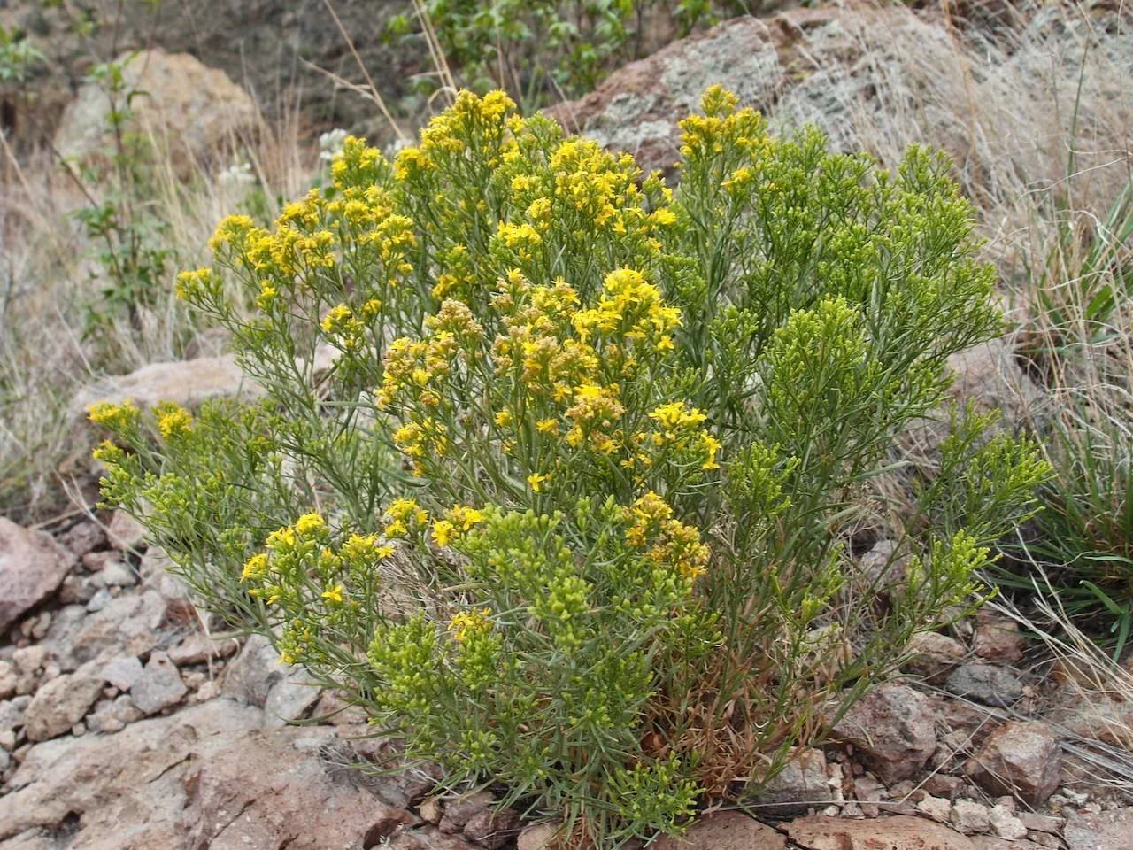 Threadleaf Snakeweed Broom Snakeweed (Gutierrezia sarothrae) — Spadefoot Nursery, Inc.