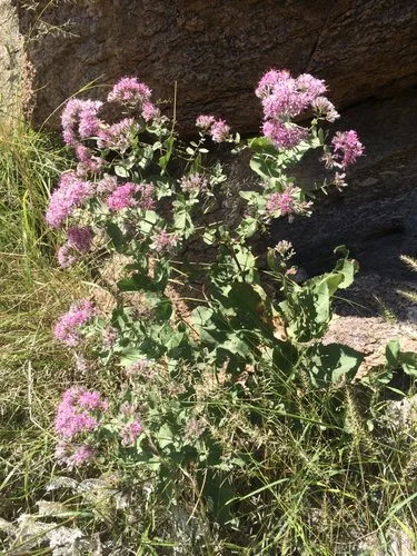 Thurber's Desertpeony (Acourtia thurberi)