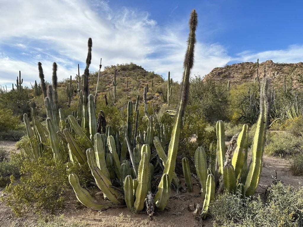 Senita Cactus (Lophocereus schottii)