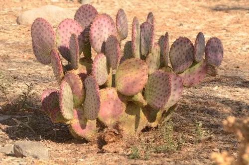Santa Rita Pricklypear (Opuntia santa-rita) — Spadefoot Nursery, Inc.