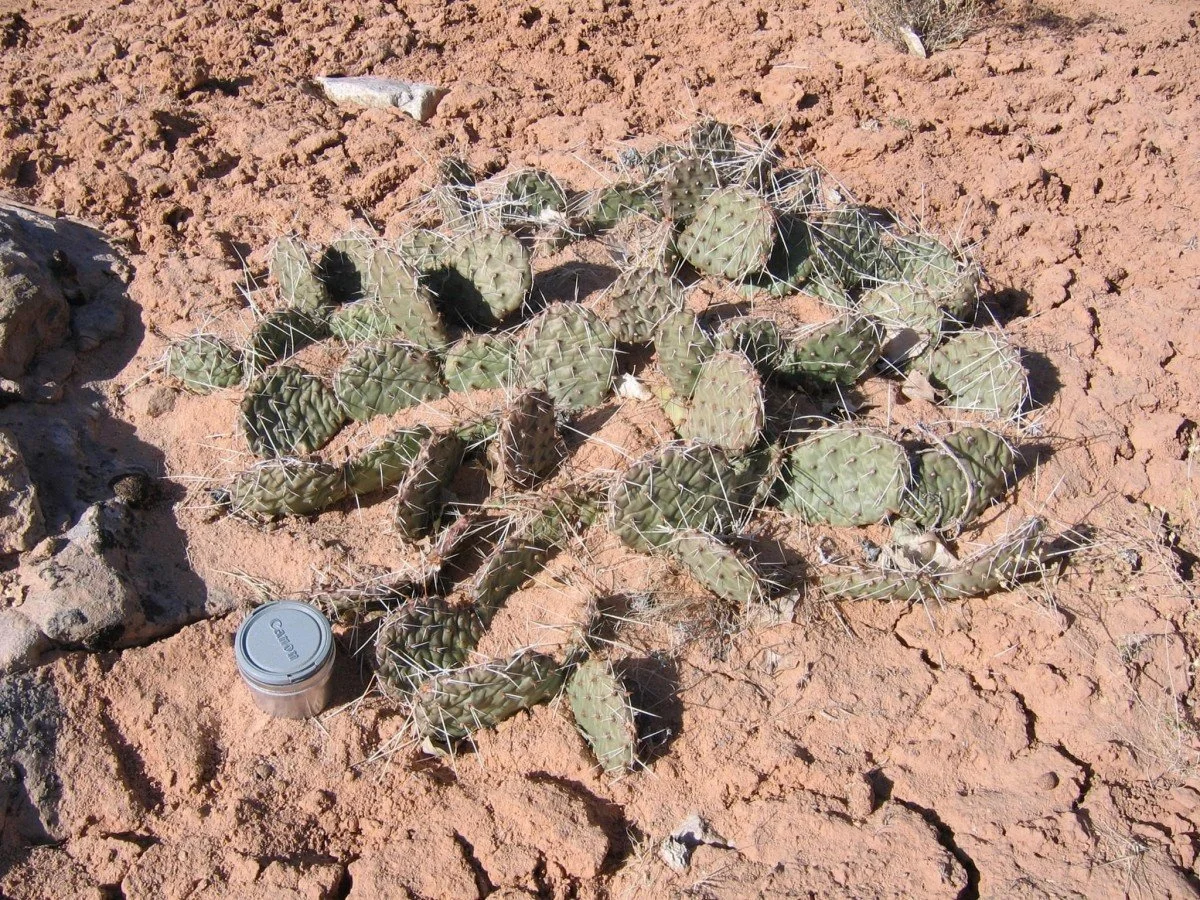 Prairie Pricklypear (Opuntia macrorhiza)