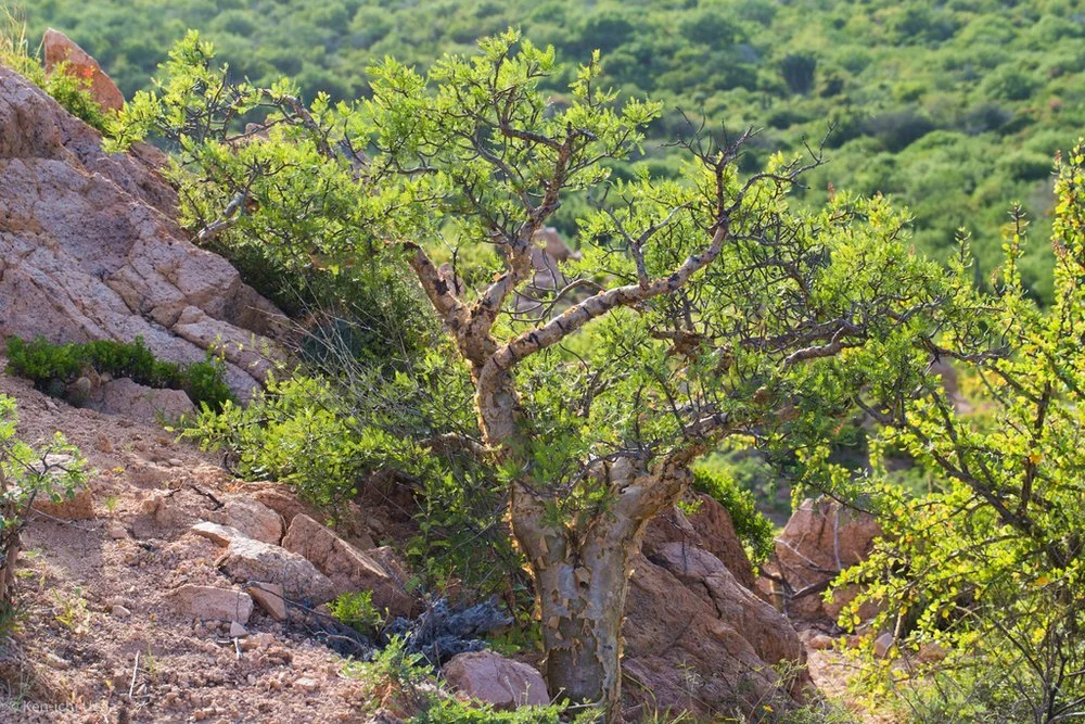 Elephant Tree (Bursera microphylla) — Spadefoot Nursery, Inc.
