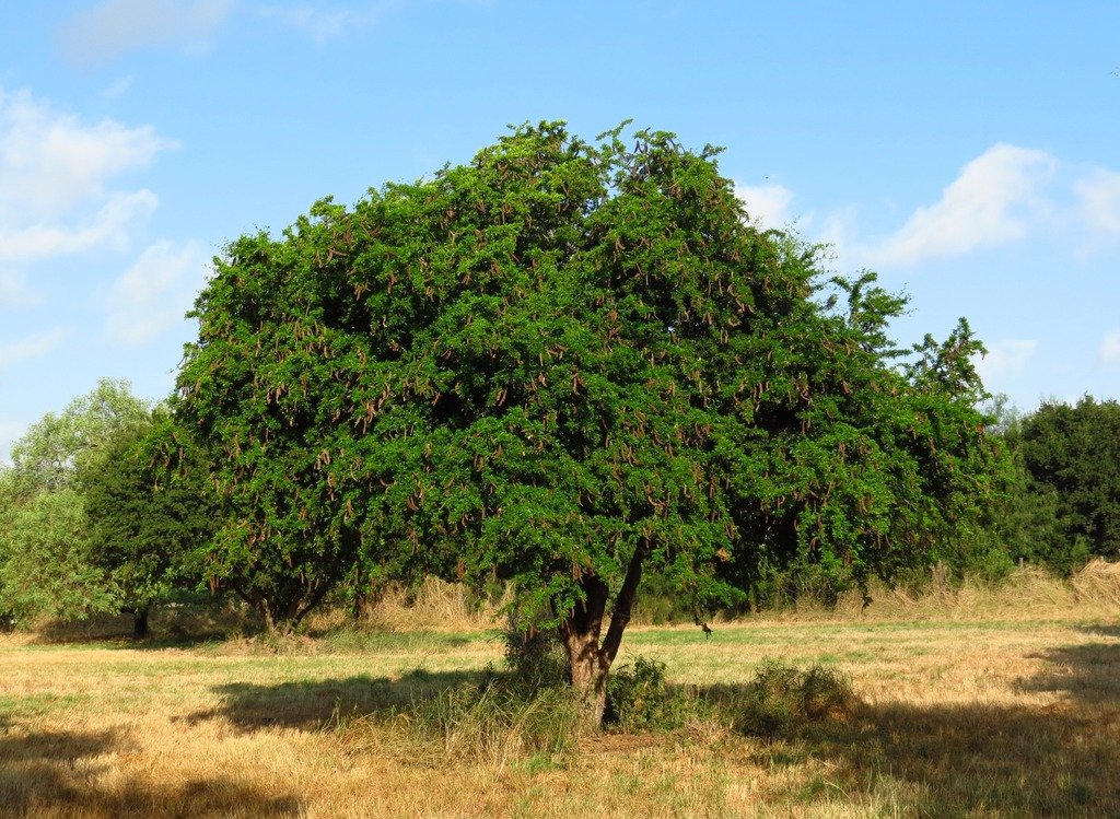 Ebenos Tree Texas Ebony (Ebenopsis ebano) — Spadefoot Nursery, Inc.