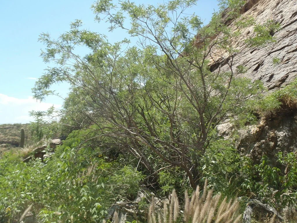 Desert Kidneywood (Eysenhardtia orthocarpa) — Spadefoot Nursery, Inc.