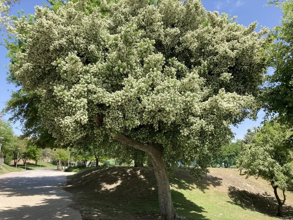 Sandpapper Tree Anacua (Ehretia anacua) — Spadefoot Nursery, Inc.
