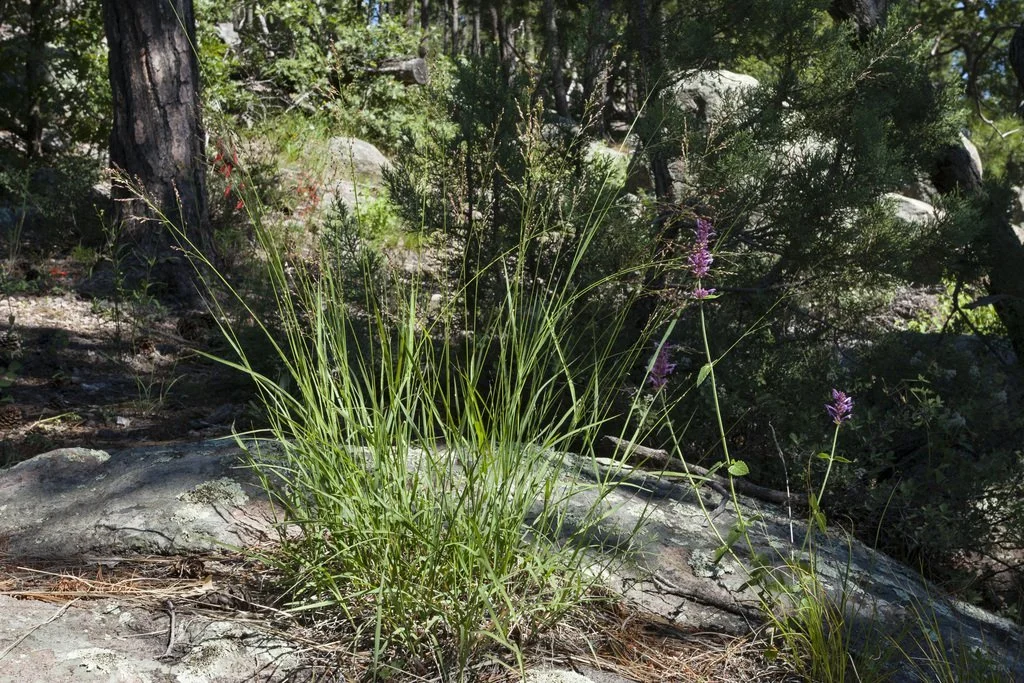 Bulb Panicgrass (Zuloagaea bulbosa)