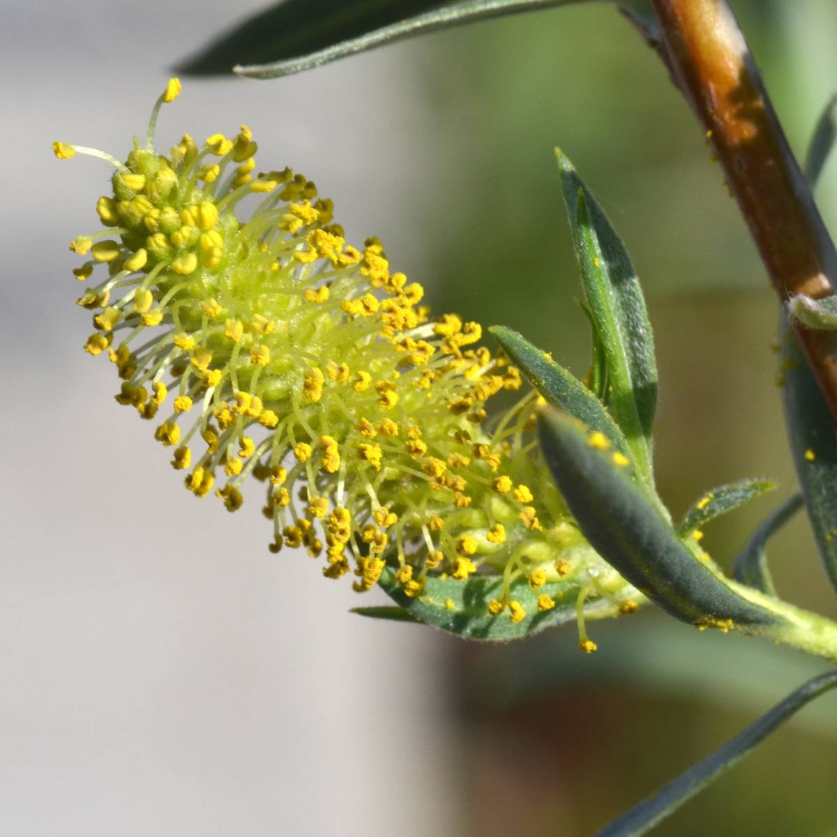 Staminate (male) flower, photo by Tony Frates, SEINET