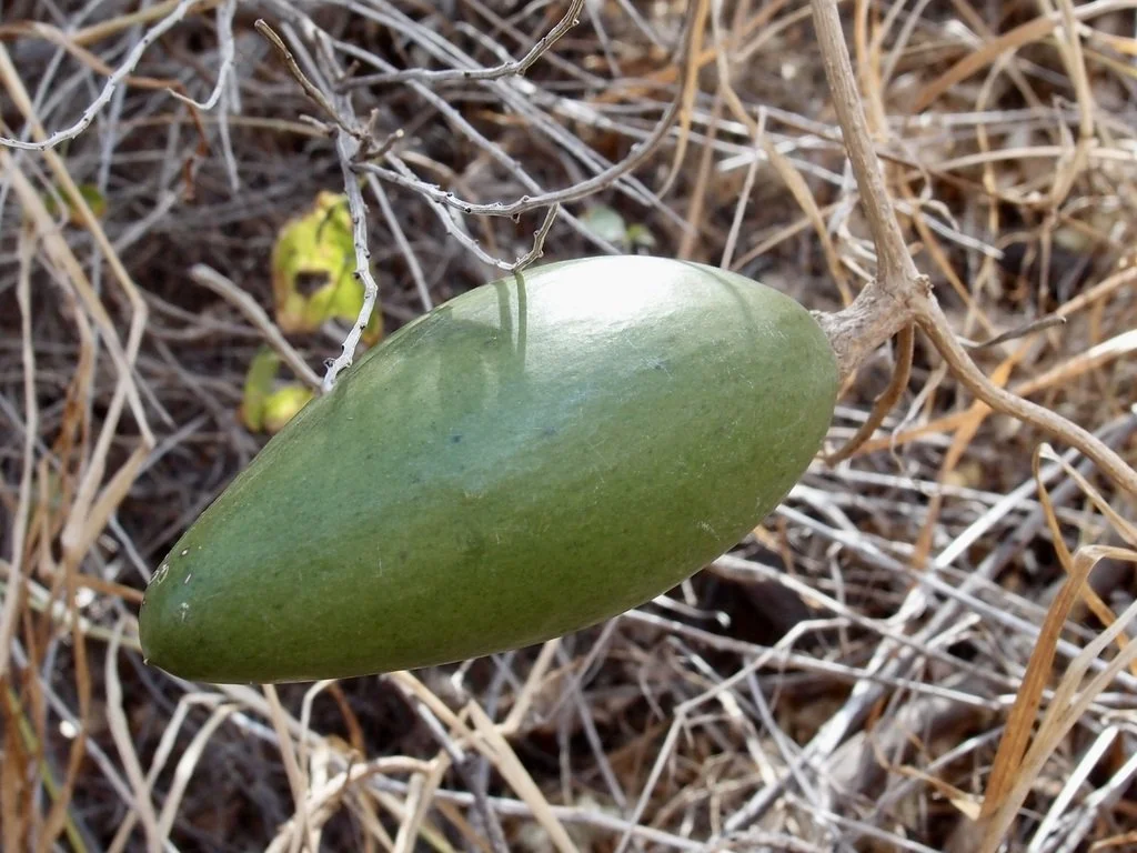 The green fruit, photo by Sue Carnahan, iNaturalist