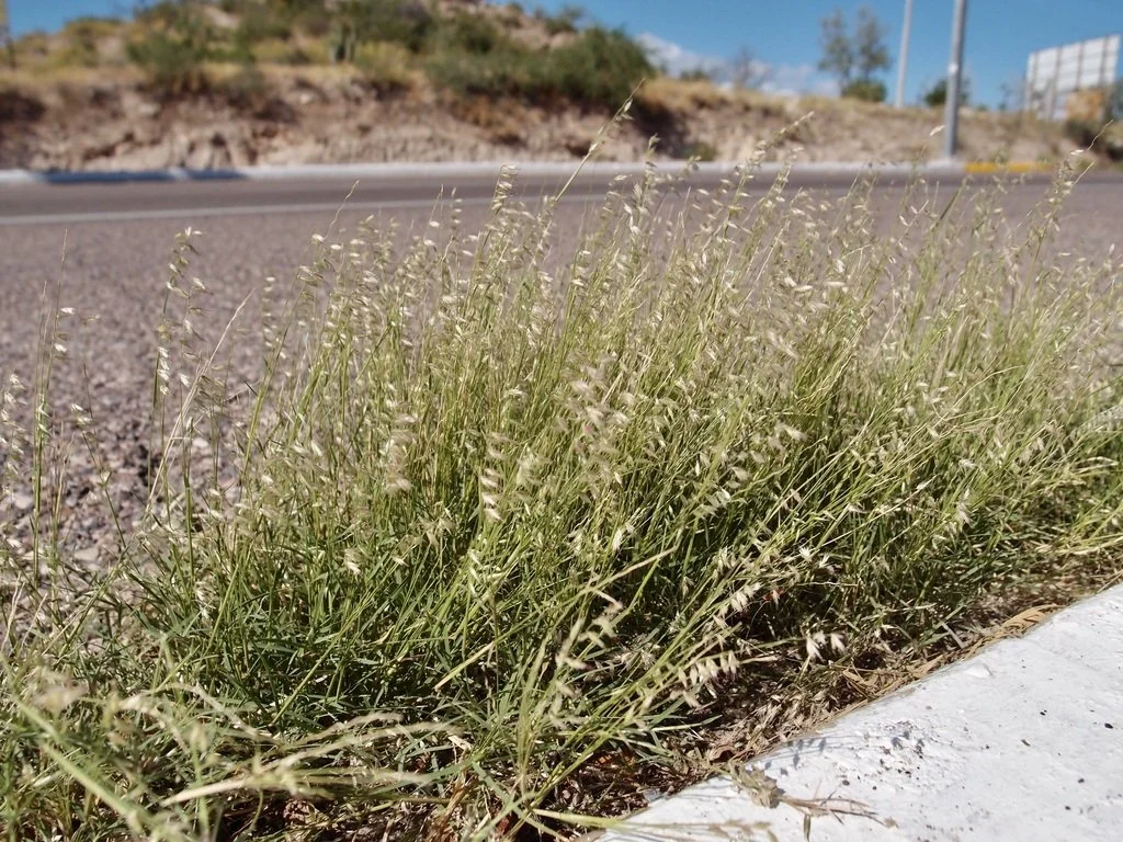 Roadside specimens growing in asphalt crass, near Guaymas, Sonora. Photo by Sue Carnahan, iNaturalist
