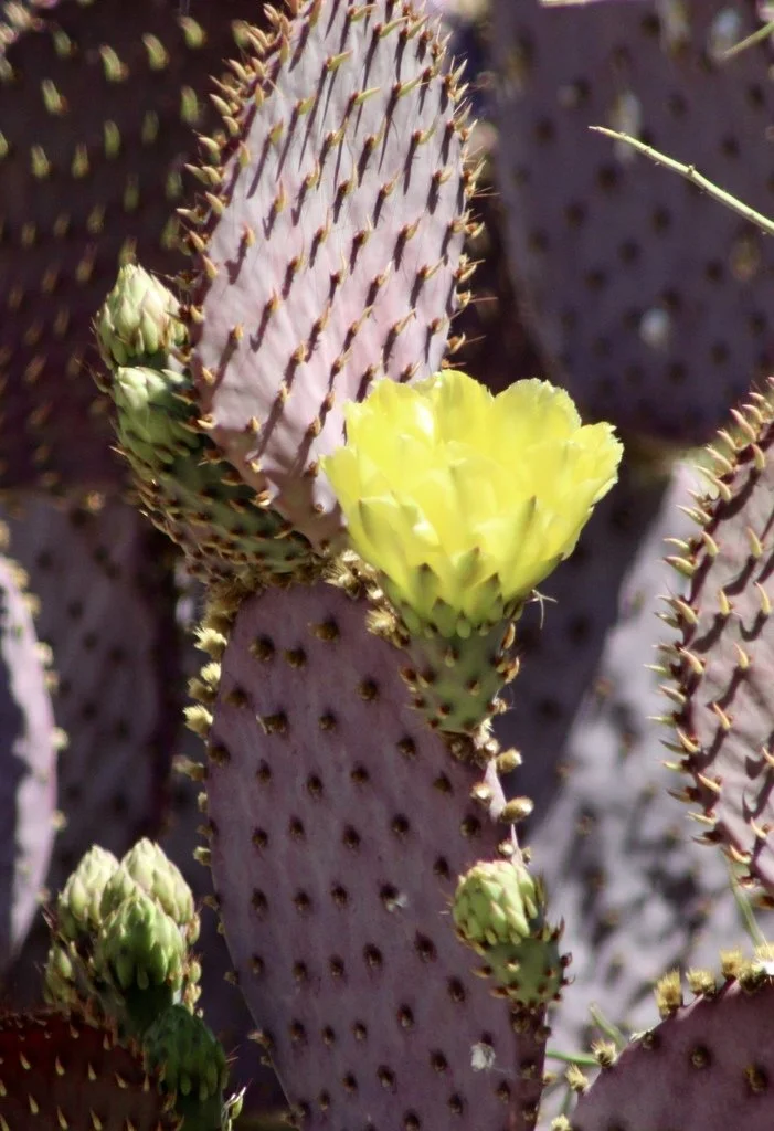 Santa Rita Tree Santa Rita Pricklypear (Opuntia santa-rita) — Spadefoot Nursery, Inc.