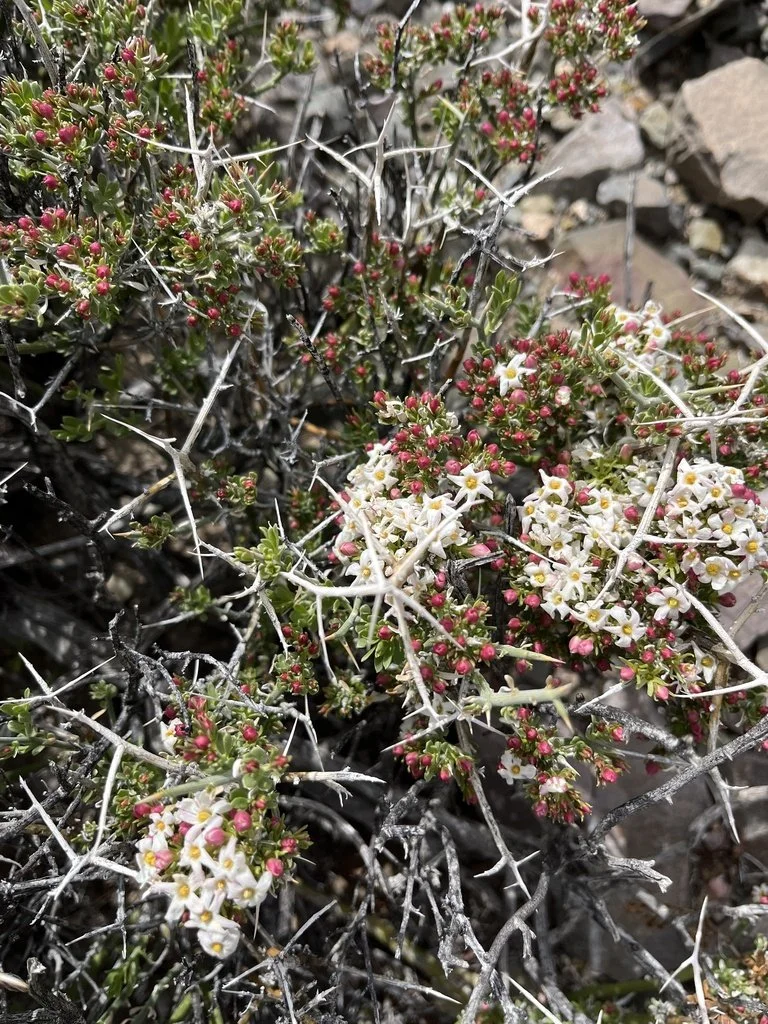 Spiny Bull's Balls (Monodora spinescens)  can get to 3' tall and a bit wider. It is found in desert habitat in California, Nevada, Utah and Arizona. Photo by  glittergravel, iNaturalist