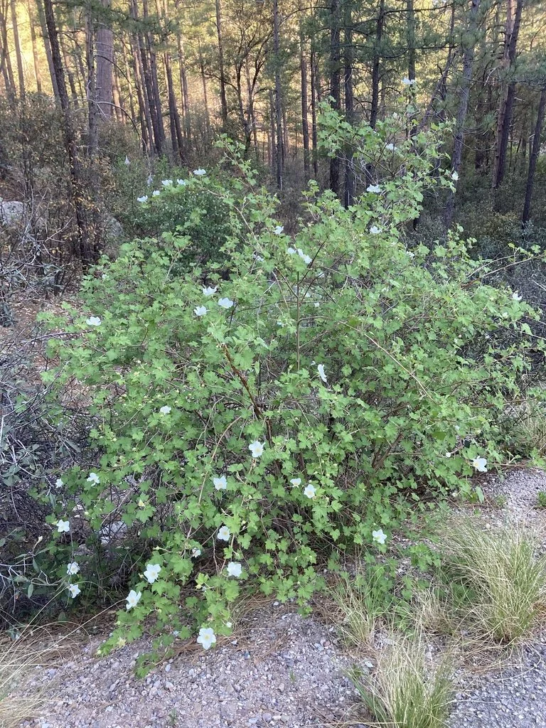 The Genus Rubus, dewberries, raspberries, blackberries — Spadefoot ...
