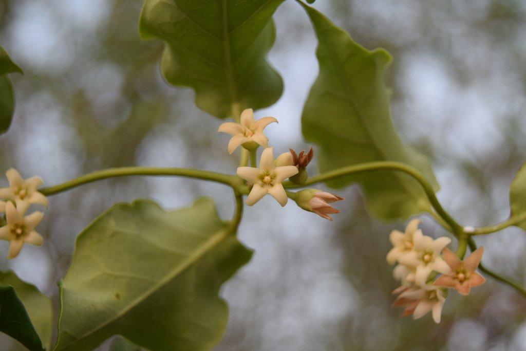 Flower details, photo by J. Fernando Pío León, iNaturalist
