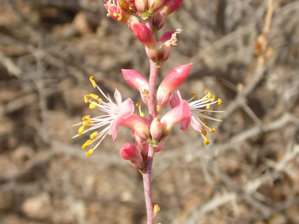 Sometimes the flowers are more pinkish, photo by Tania Pérez Fiol, iNaturalist