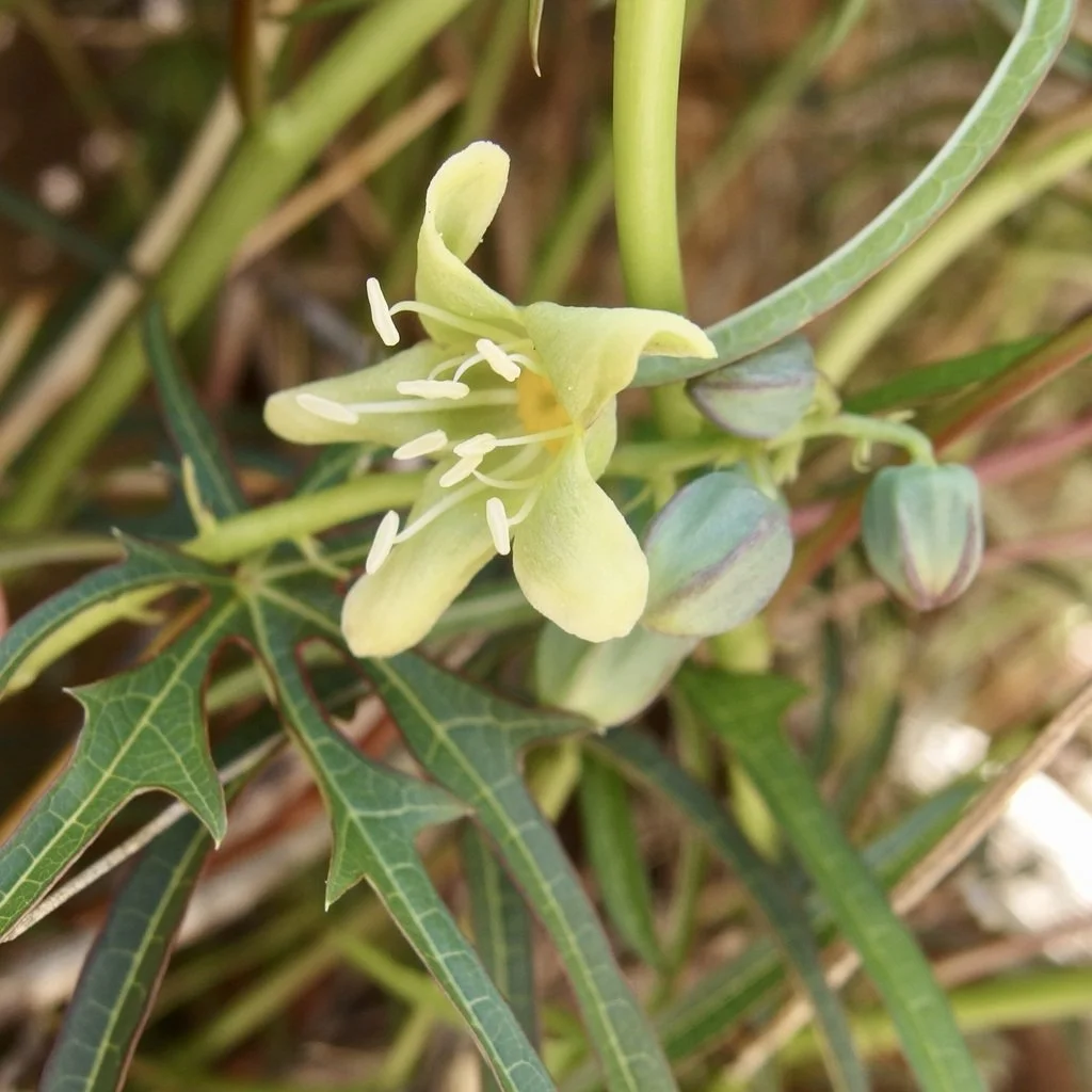 Flower, image by Sue Carnahan, iNaturalist