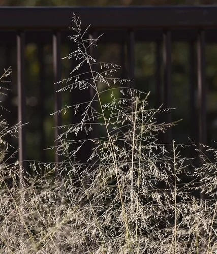 The airy and large flower/seed heads come out pinkish red and fade to tan. They rise high above the foliage. Photo byu lonnyholmes, iNaturalist