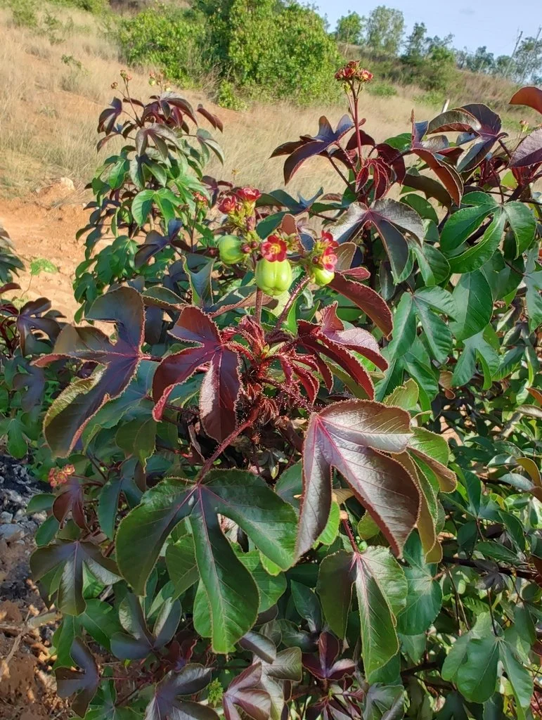 Do Jatropha Trees Lose Their Leaves