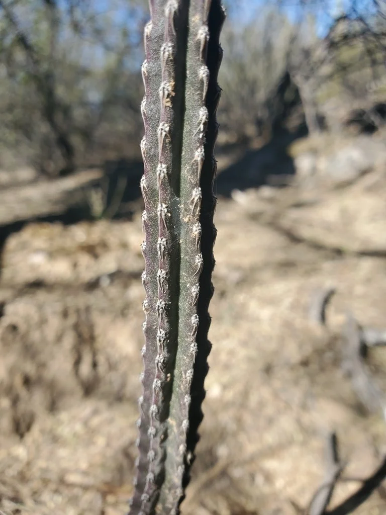 Stem detail, photo by ndutt on iNaturalist