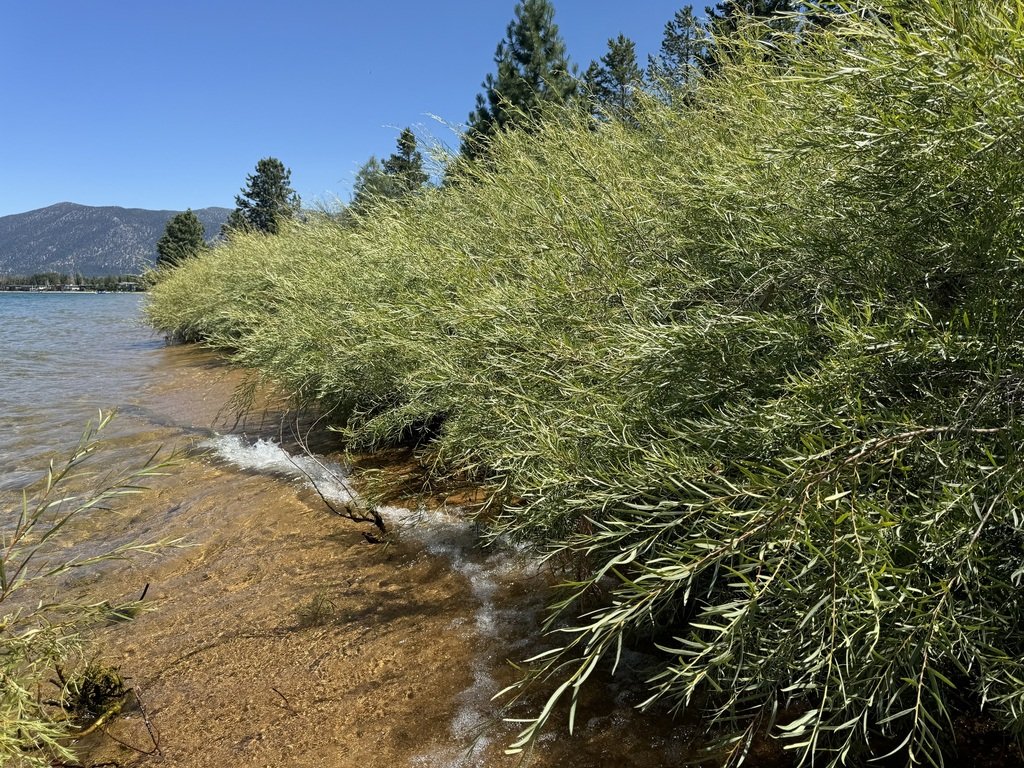 Plants clonally reproduce in wet soils, photo by Matt Lavin, iNaturalist