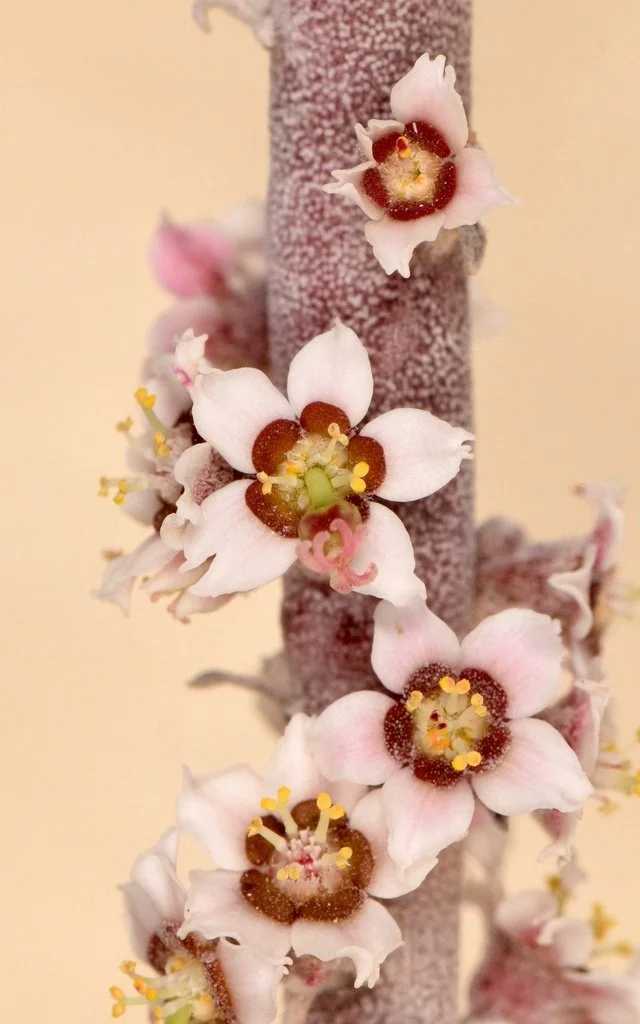 Floral details, photo by Aidan Campos