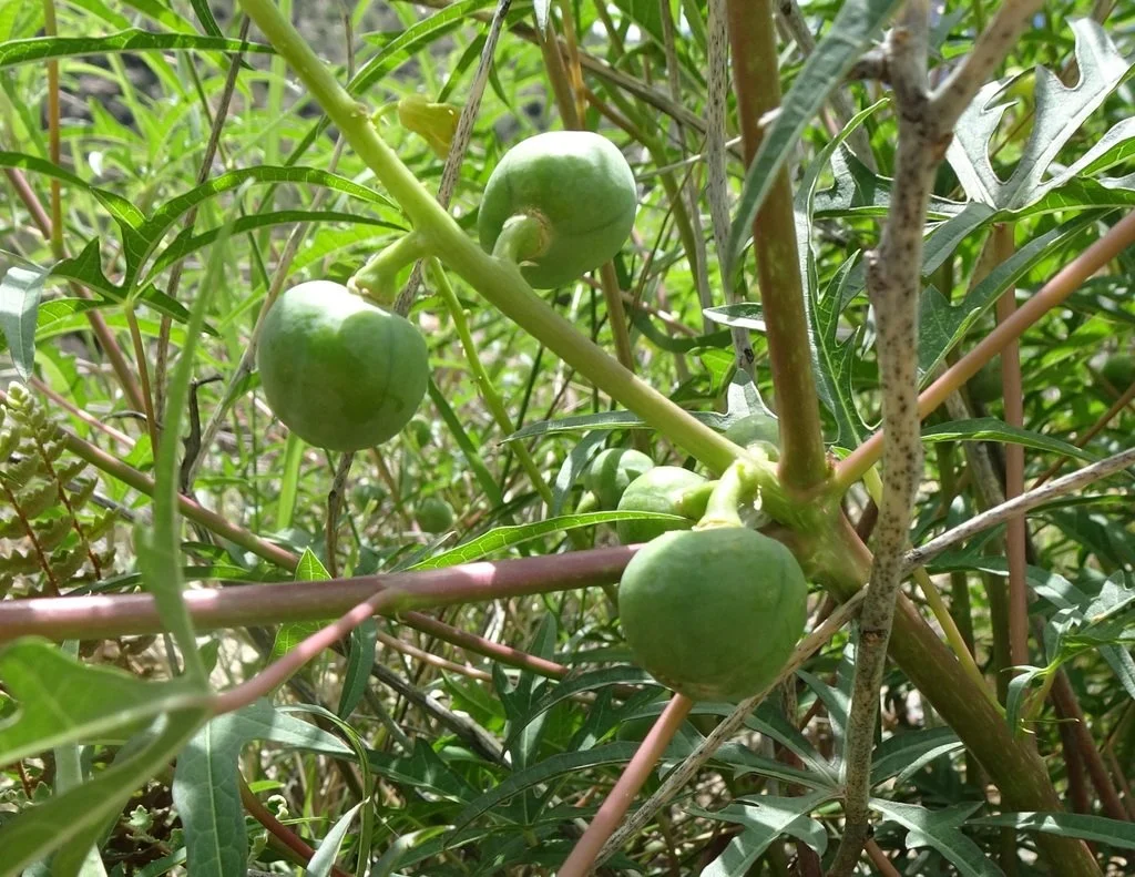 Green fruits, image by ethan-k on iNaturalist