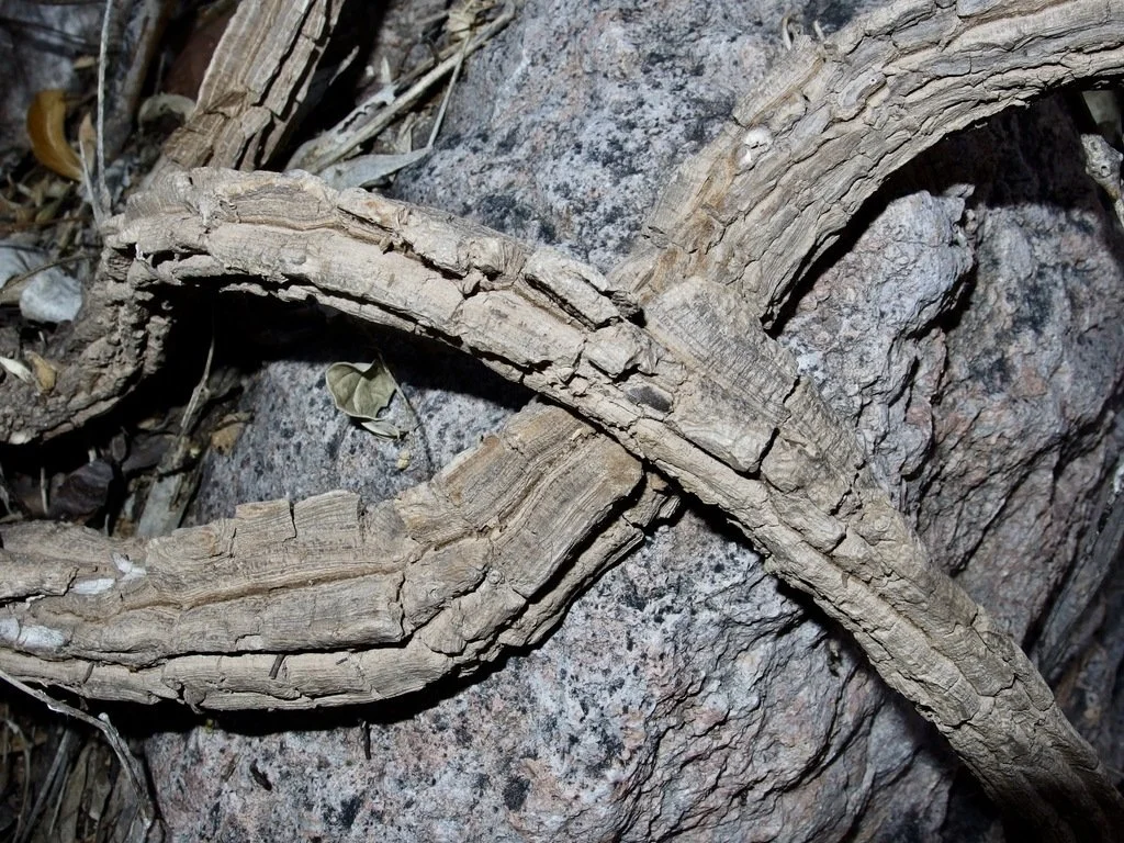 Trunk of the vine, which develops a corky texture. Photo by Sue Carnahan, iNaturalist