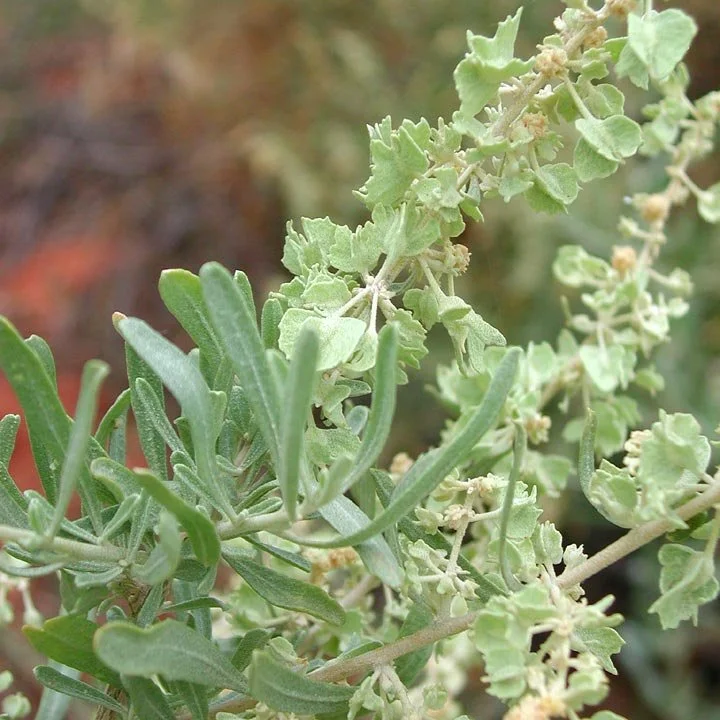 Saltbushes (Atriplex spp) — Spadefoot Nursery, Inc.