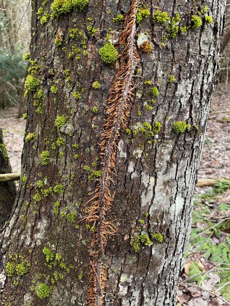 These plants produce