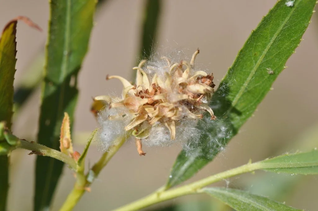 Fruiting capsules releasing cottony seeds, photo by  Mart Hughes, iNaturalist