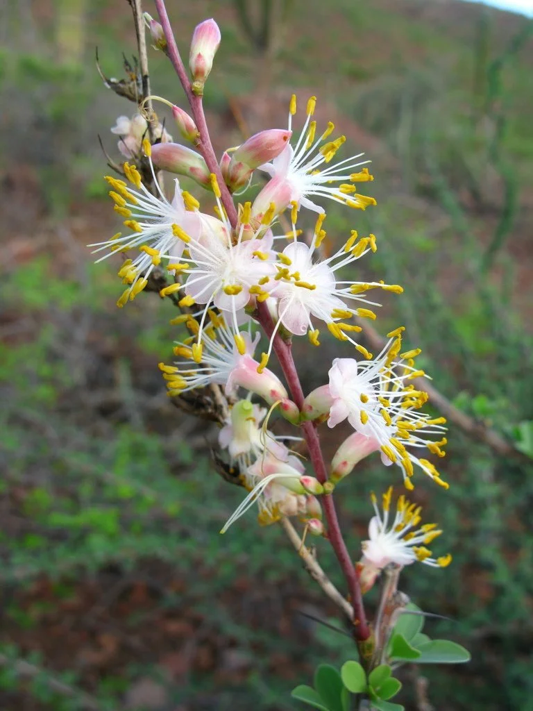 The flowers of this species are most often whitish. Photo by Jose Luis Leon de la Luz, iNaturalist