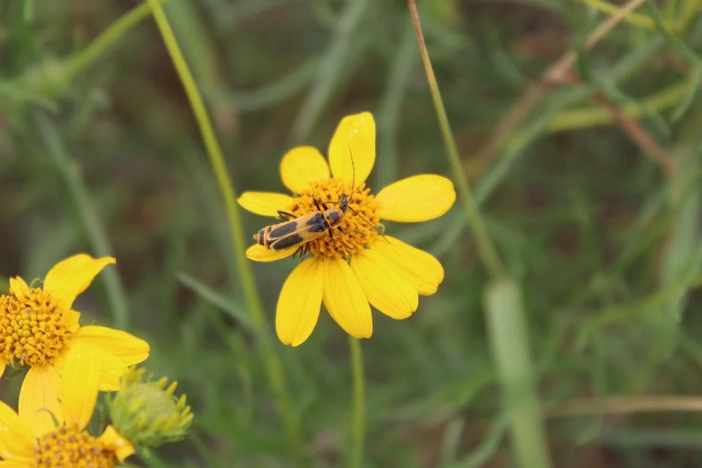 Flower with pollinator, photo by Maricruz R, iNaturalist