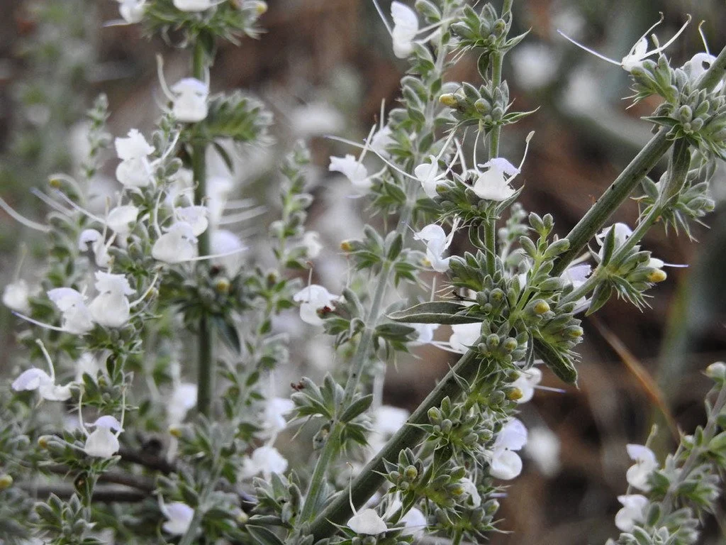 More flower detail, photo by Kat Halsey, iNaturalist