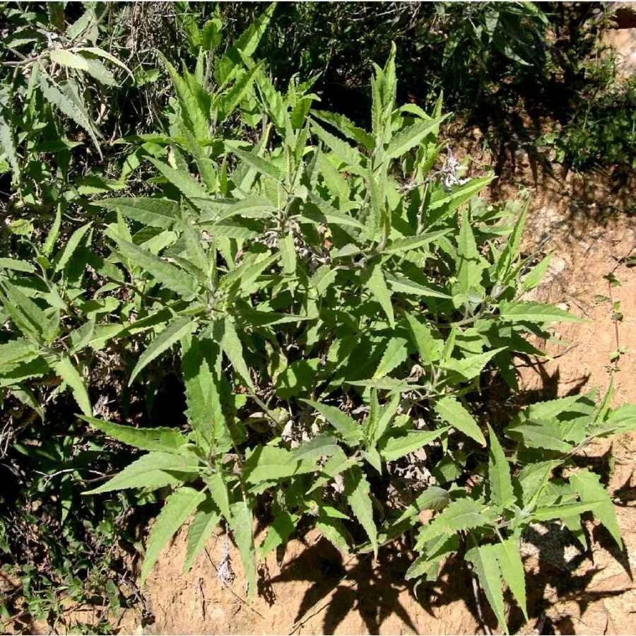 The Ragweeds (Ambrosia spp) — Spadefoot Nursery, Inc.