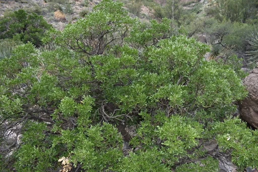 thumbnail image 2 of 40 Texas Mountain Laurel Seeds – Dermatophyllum Secundiflorum – Fragrant Native Shrub 2 of 6