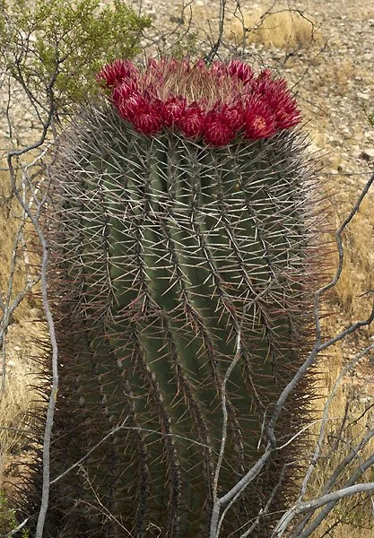 ferocactus-and-other-barrel-type-cacti-spadefoot-nursery-inc