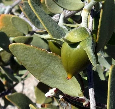 Fruit of jojoba, photo by Stephen Hale, SEINET