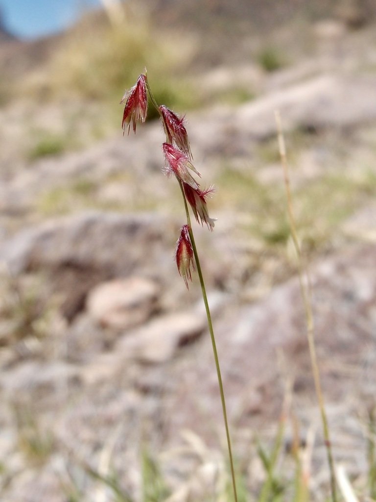 Some inflorescence detail by Sue Carnahan, iNaturalist