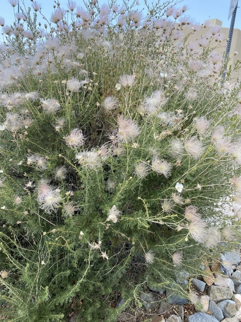 Apache Plume (Fallugia paradoxa) — Spadefoot Nursery, Inc.