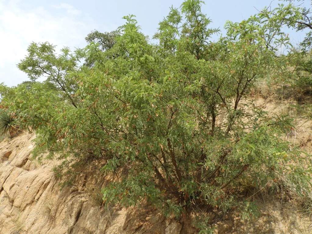 Desert Kidneywood (Eysenhardtia orthocarpa) — Spadefoot Nursery, Inc.