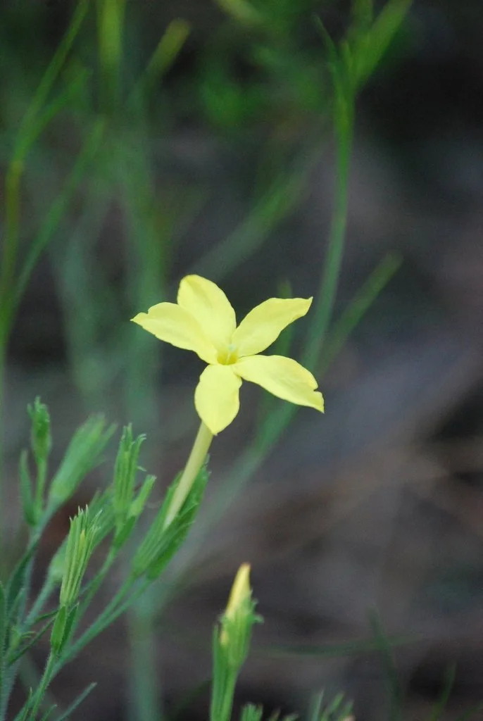 Long-flowered Bull's Balls (Menodora longiflora) has a longer corolla (flower), photo by Ron Chang, iNaturalist