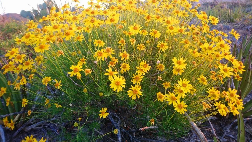 Plant in full bloom, photo by fermoncep on iNaturalist