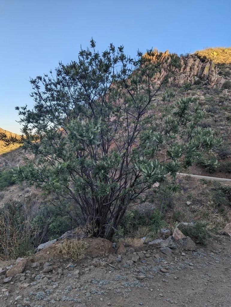 Desert Kidneywood (Eysenhardtia orthocarpa) — Spadefoot Nursery, Inc.