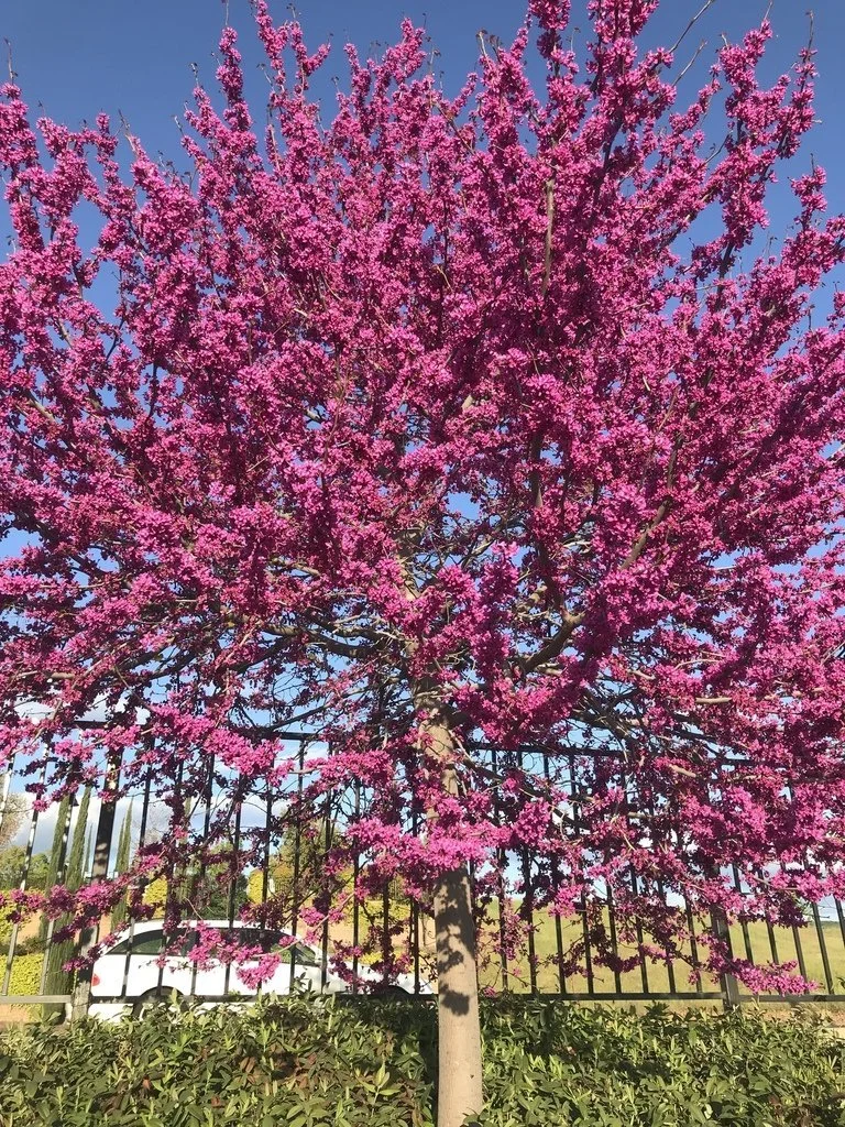 Redbud (Cercis spp) — Spadefoot Nursery, Inc.
