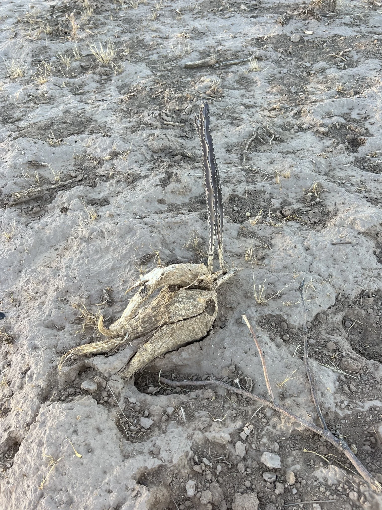 An unearthed plant exposing roots, photo by CK2AZ on iNaturalist