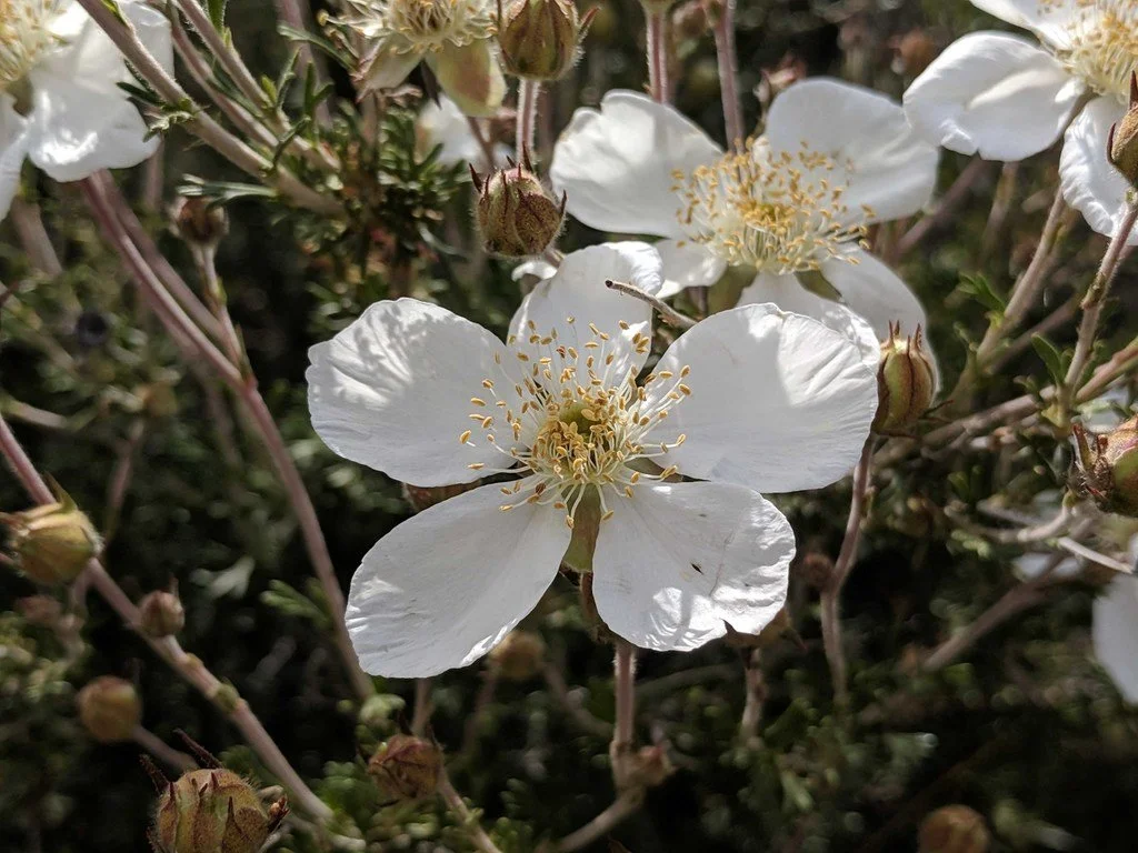 Apache Plume (Fallugia paradoxa) — Spadefoot Nursery, Inc.